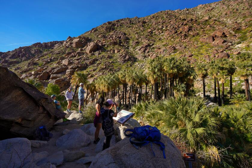 Anza Borrego, CA - April 08: Many hikers on the Palm Canyon trail at Anza Borrego Desert State Park got an early start on the trailhead on Saturday, April 8, 2023. The desert wild flowers is the annual attraction for many visitors to enjoy short hikes and camping stays in the park. (Nelvin C. Cepeda / The San Diego Union-Tribune)