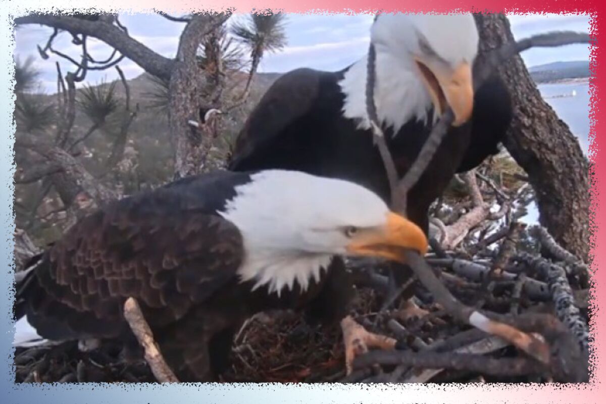 Everybody's favorite eagles nest at Big Bear Lake.