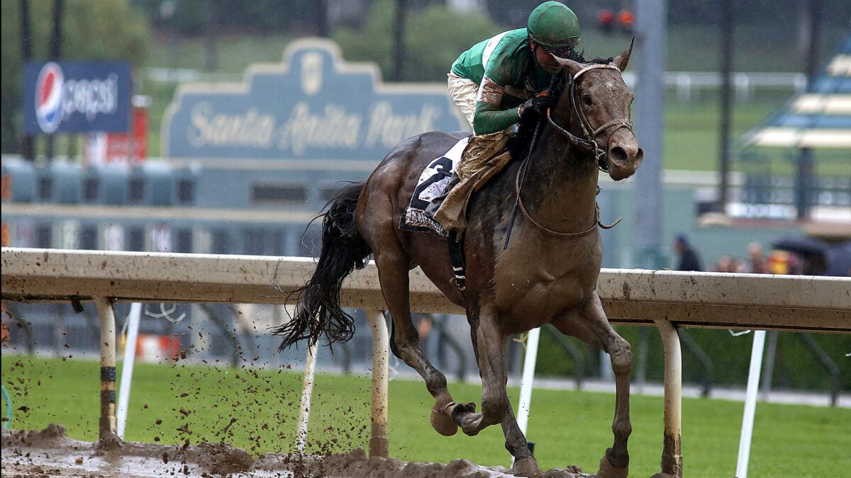Exaggerators, with jockey Kent Desormeaux aboard winning the Santa Anita Derby on April 9, finished behind the leaders in the Belmont Stakes on Saturday.