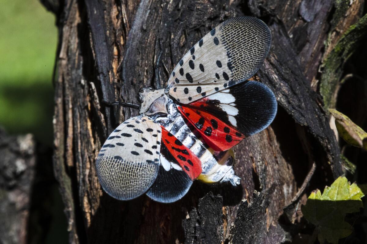 FILE - This Sept. 19, 2019, file photo shows a spotted lanternfly at a vineyard in Kutztown, Pa. According to Rhode Island state environmental officials, Friday, Aug. 6, 2021, the insect that can cause damage to native trees and agricultural crops has been found recently in the state. (AP Photo/Matt Rourke, File)