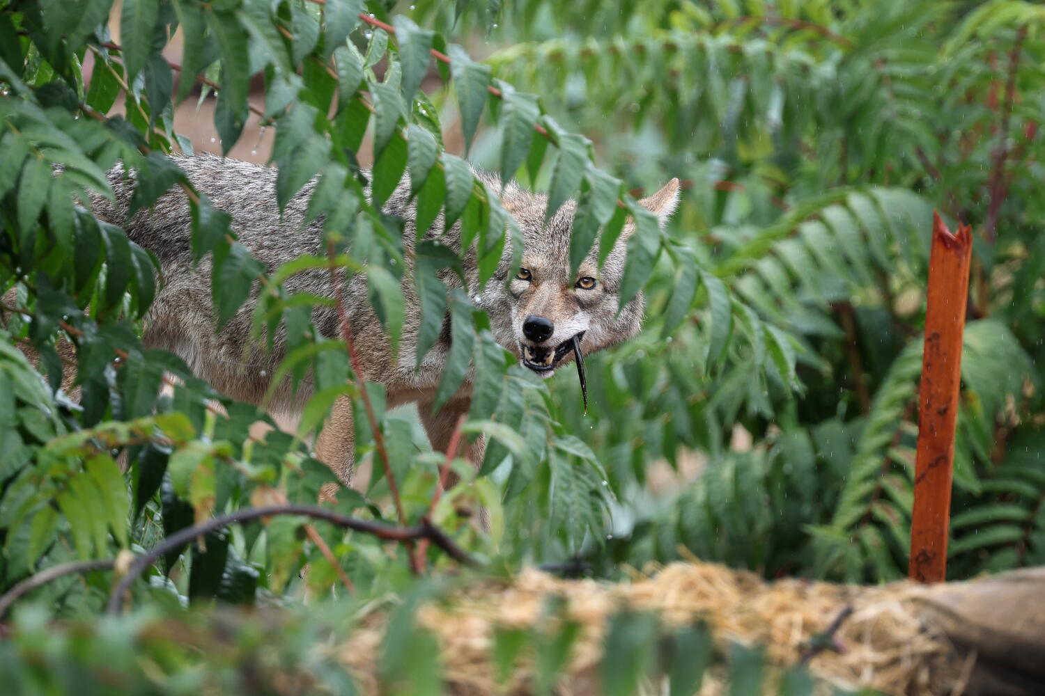 Coyote euthanized after attack on child in Atwater Village Coyote euthanized after attack on child in Atwater Village