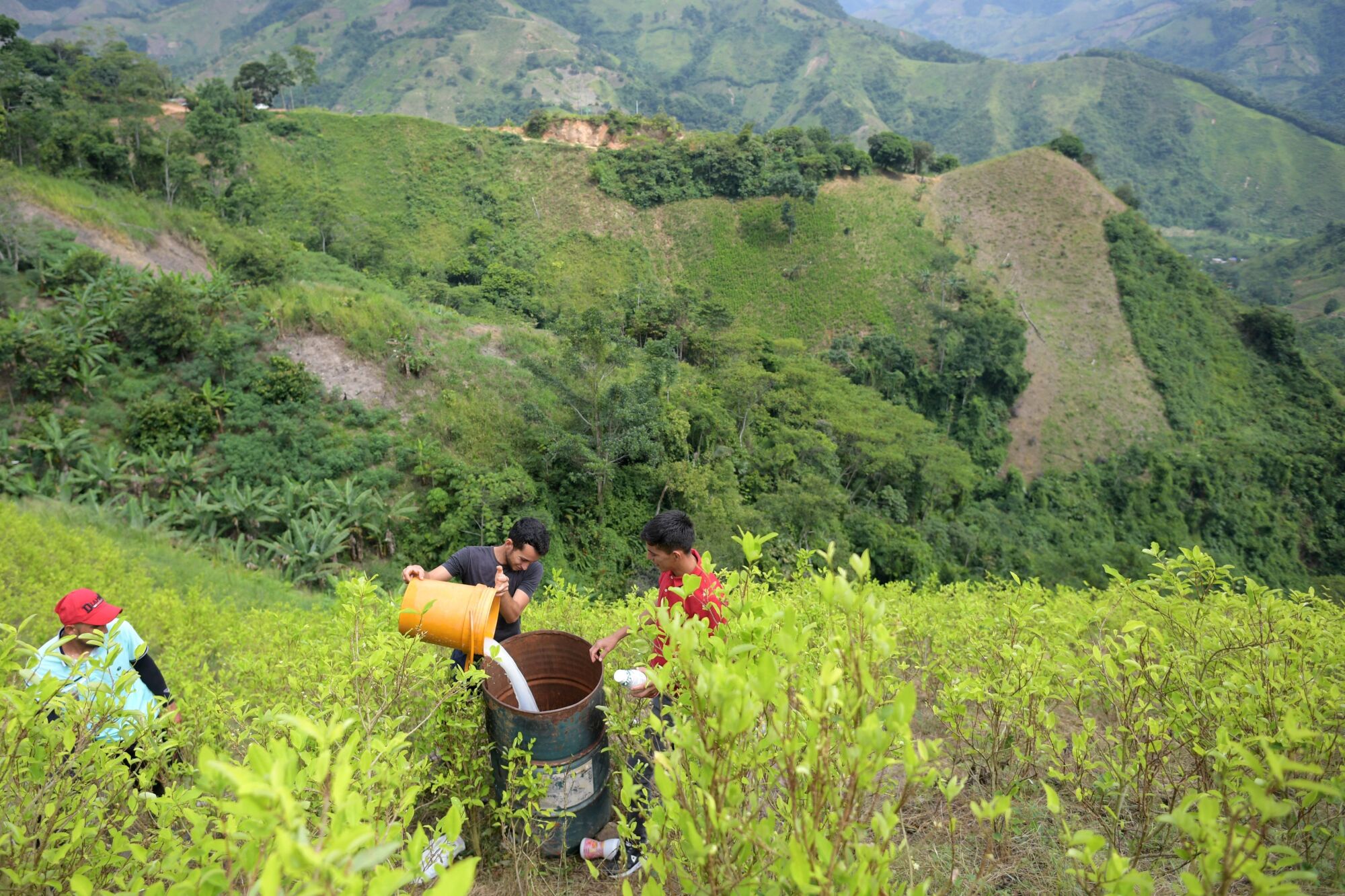 A man prepares to fumigate coca crops in a green leafy field in front of hills.