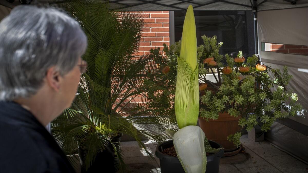 Laura Kingsford, former dean of Cal State Long Beach's College of Natural Sciences, visits the university's corpse flower, which is predicted to bloom in the next 24 hours.