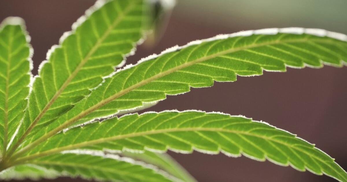 Popular California cannabis company moves to sell its assets