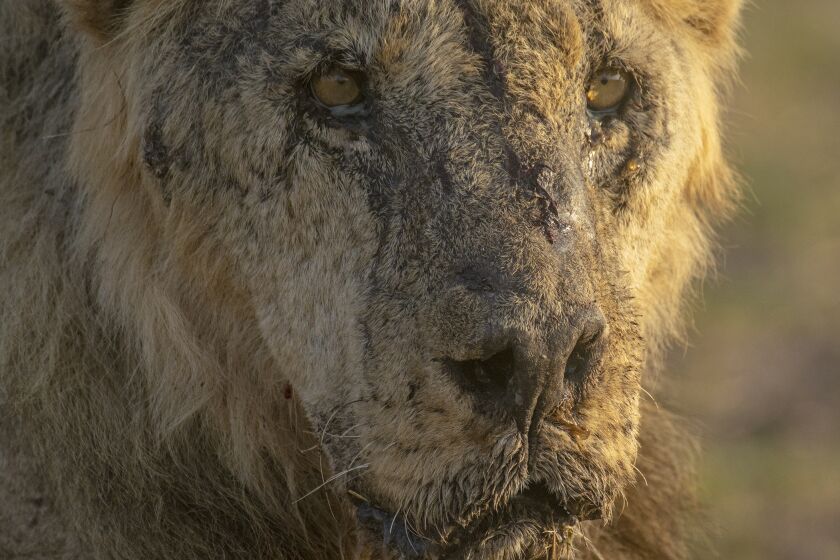 FILE - The male lion named "Loonkiito", one of Kenya's oldest wild lions who was killed by herders in May 2023, is seen in Amboseli National Park, in southern Kenya on Feb. 20, 2023. Recent lion killings highlight the growing human-wildlife conflict in parts of east Africa that conservationists say has been exacerbated by a yearslong drought. (Philip J. Briggs/Lion Guardians via AP, File)