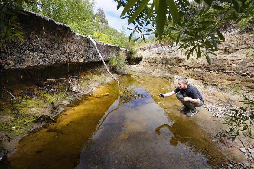 San Diego, CA - May 17: Michelle Thompson, Exequiel Ezcurra Director of Conservation Biology, uses her smart phone to take photos of tadpoles in a pond at Chollas Radio System Open Space in San Diego, CA. (Nelvin C. Cepeda / The San Diego Union-Tribune)