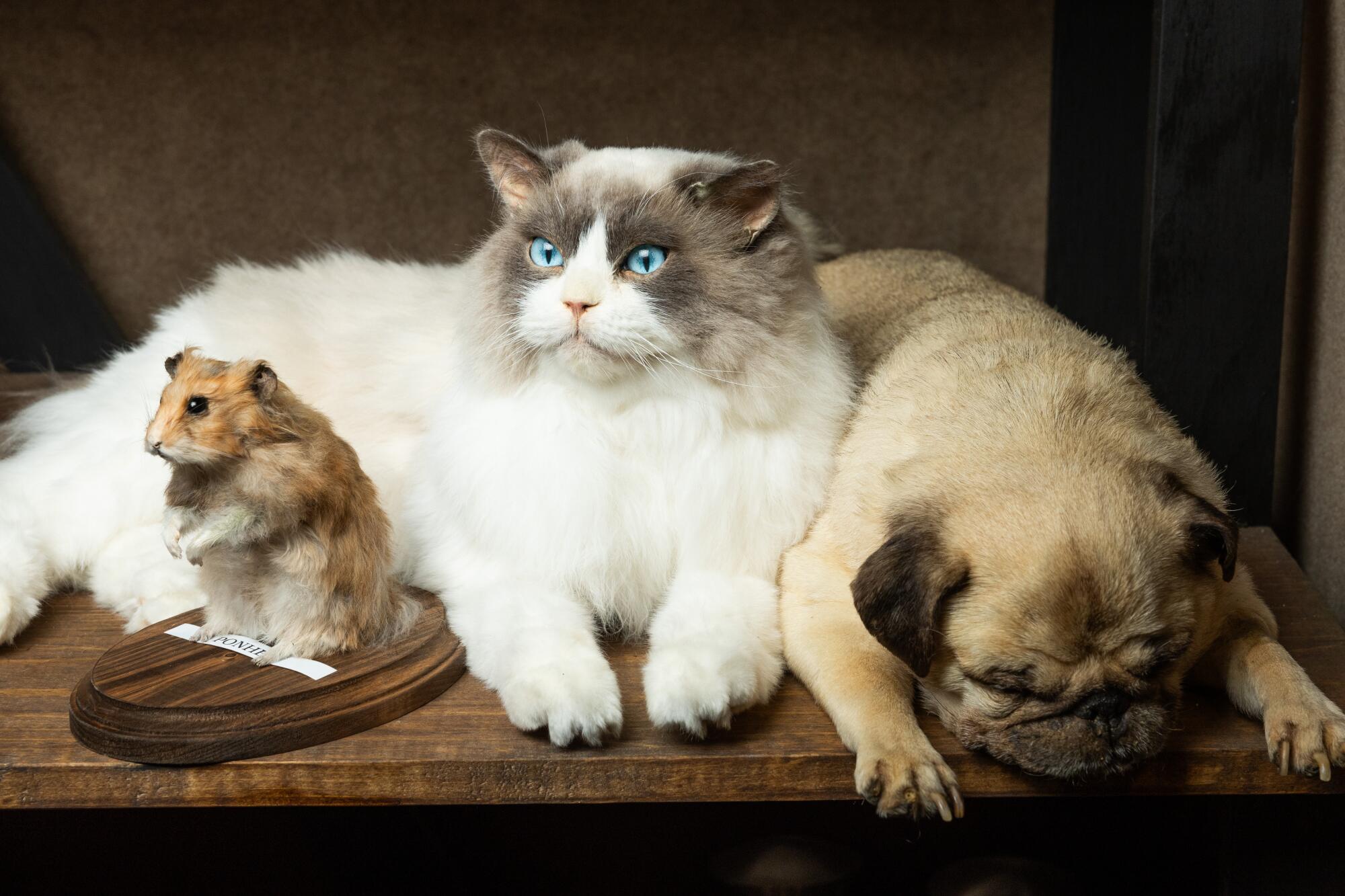 Three dead pets, including a cat and dog, sit on a shelf.