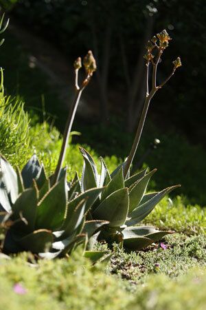 Grabel placed clusters of South African Aloe striata, or coral aloe, low on the rear slope so that the rosette-shaped succulents bloom at eye level on the dining patio. Tip: Installing plants near outdoor lighting allows you to enjoy them at night.