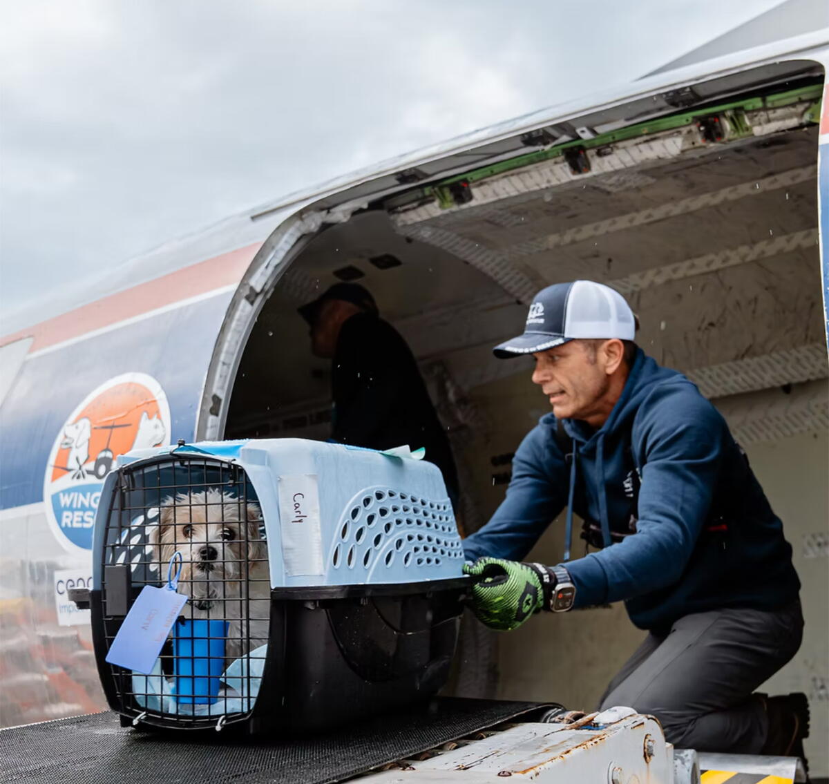 Dog Air Rescue Wings of Rescue: The Pet Transport Network Reducing Shelter ...