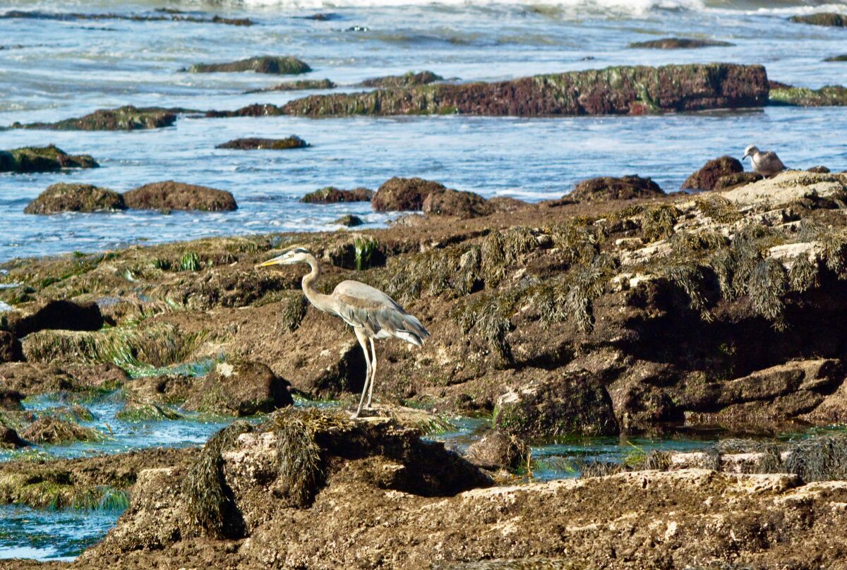 A great blue heron wades in tidepools exposed at low tide at Point Fermin Park in San Pedro. The nearby Cabrillo Marine Aquarium leads guided tidepool hikes for free.