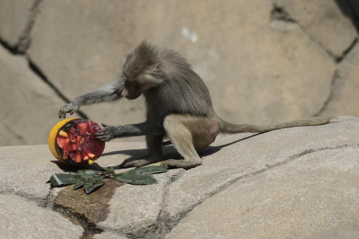 Un babuino inspecciona una golosina congelada