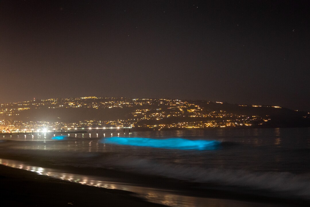 Video, photos show glowing blue waves in the South Bay - Los Angeles Times