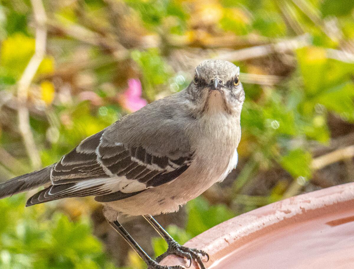 Nature News: Blue jays not as annoying as originally thought