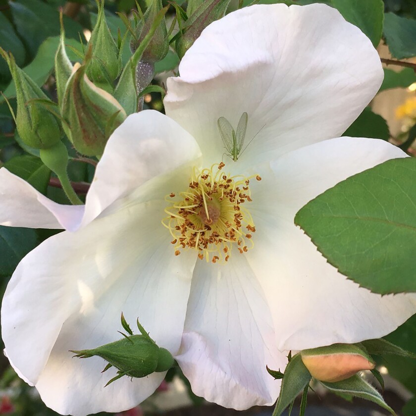 Just How Fertile Is Your Rose Growing Knowledge The San Diego Union Tribune Just How Fertile Is Your Rose Growing Knowledge The San Diego Union Tribune