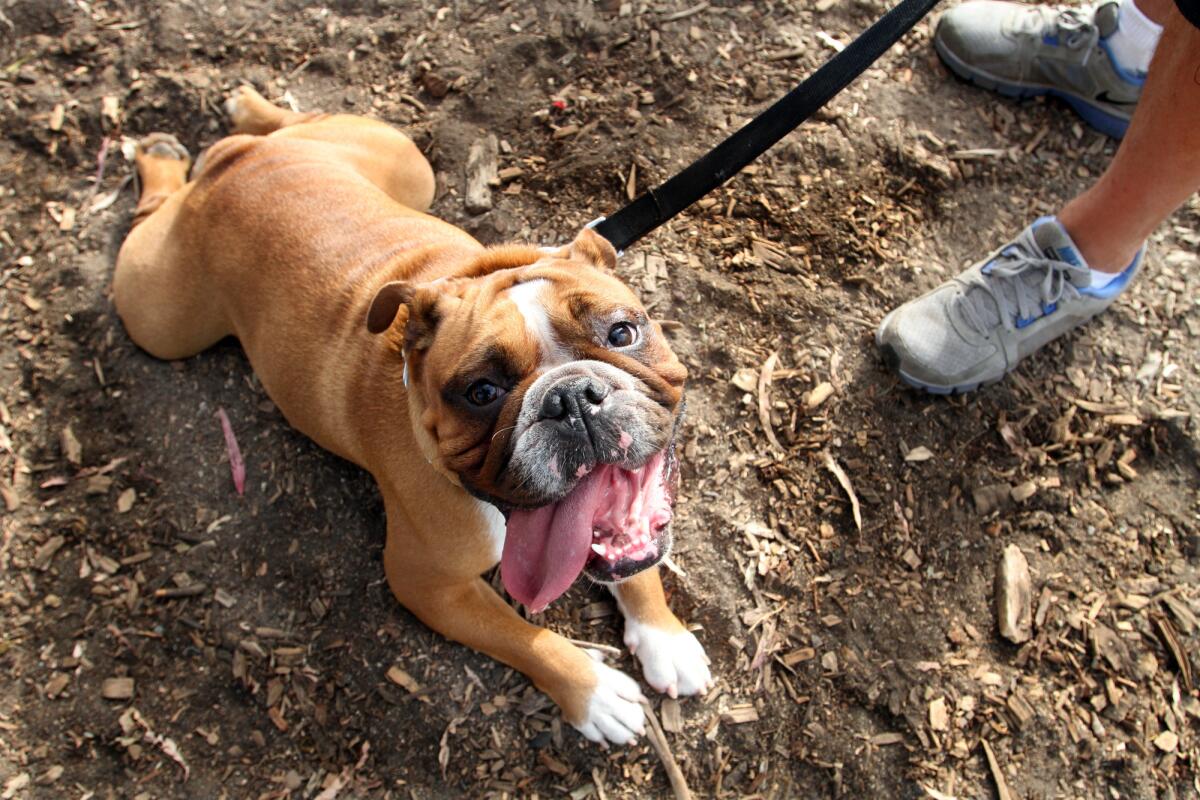 "Harry" the English Bulldog rests after a workout.