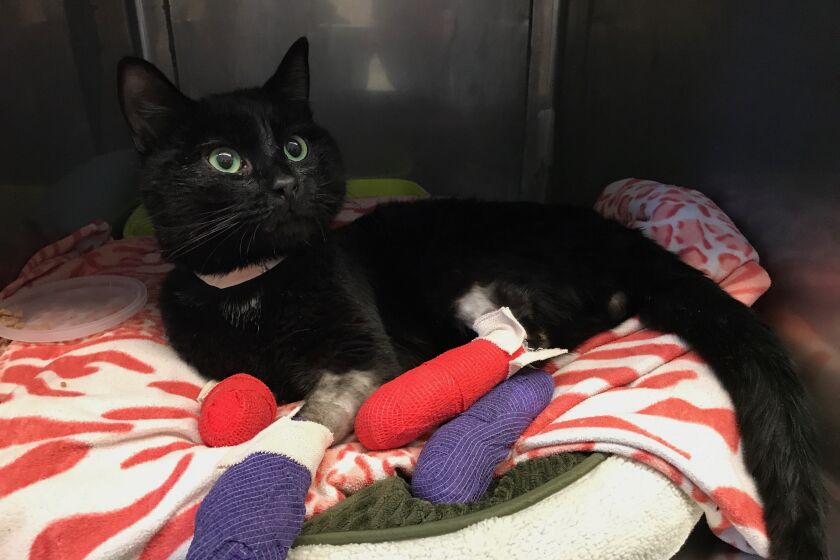This black cat with bandaged paws was treated at the UC Davis Veterinary Hospital after the 2018 Camp Fire.