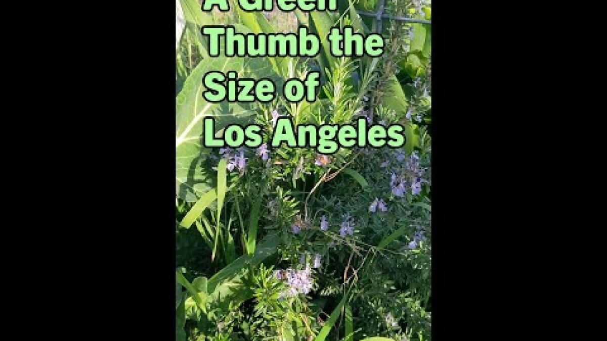 It's easy to create a California native wildflower garden. Here's how - Vimarsana News
