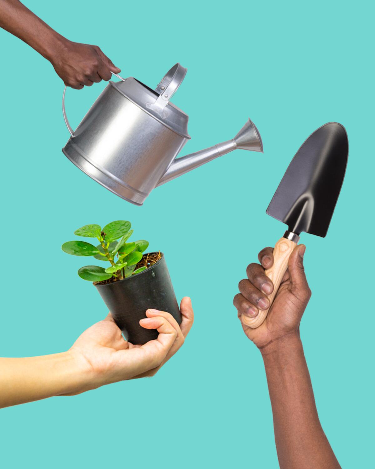 Hands holding a watering can, a trowel and a plant in a plastic pot.