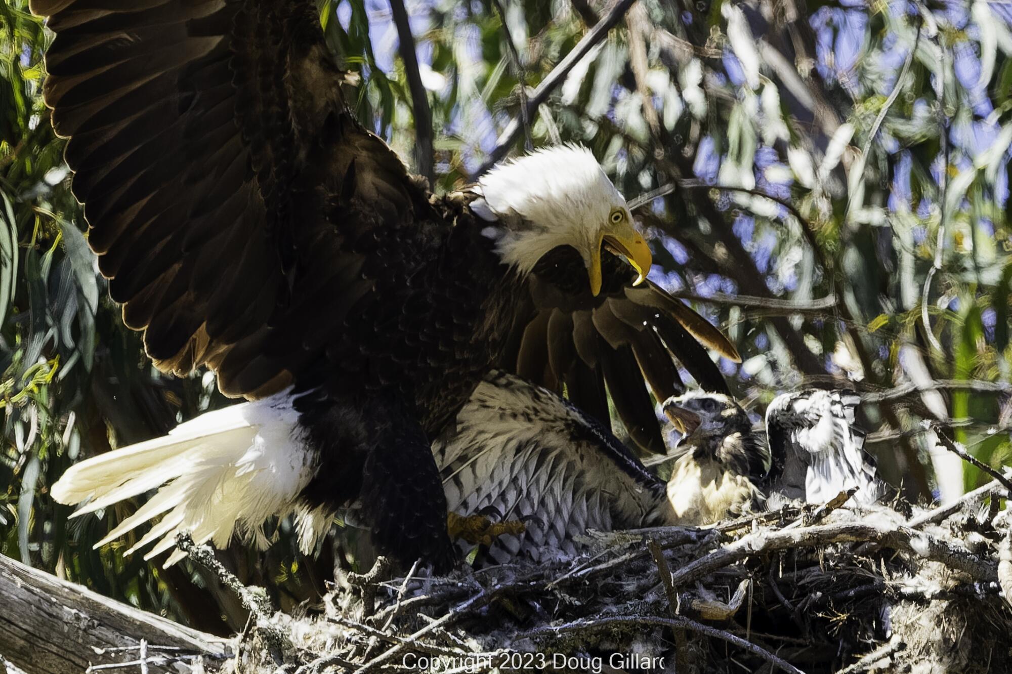 A bald eagle, wings spread, perches on the edge of a nest as a fledgling red-tailed hawk lifts its wings inside the nest.