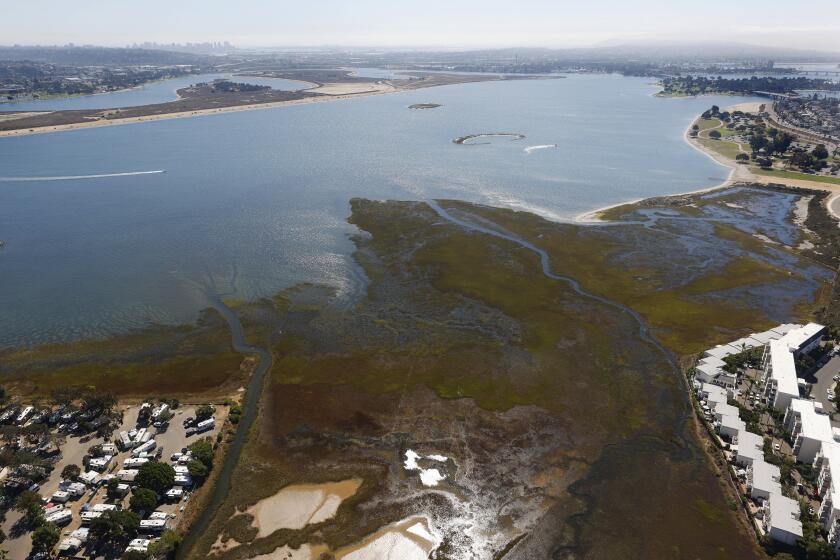 San Diego, CA, October 16, 2023: Kendall-Frost Marsh Reserve in Mission Bay in San Diego on Monday, October 16, 2023. (K.C. Alfred / The San Diego Union-Tribune)