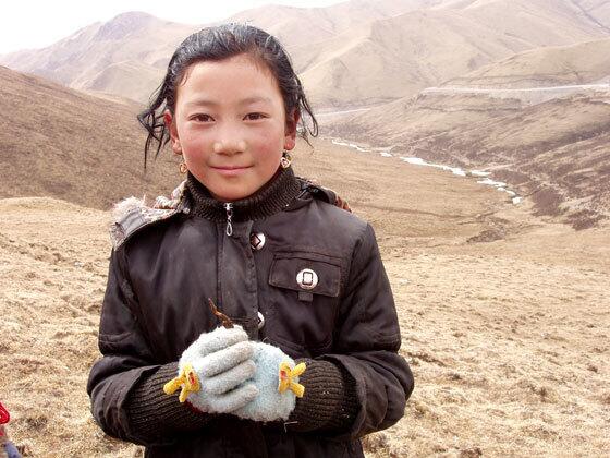 Tibetan worm worth its weight in gold
