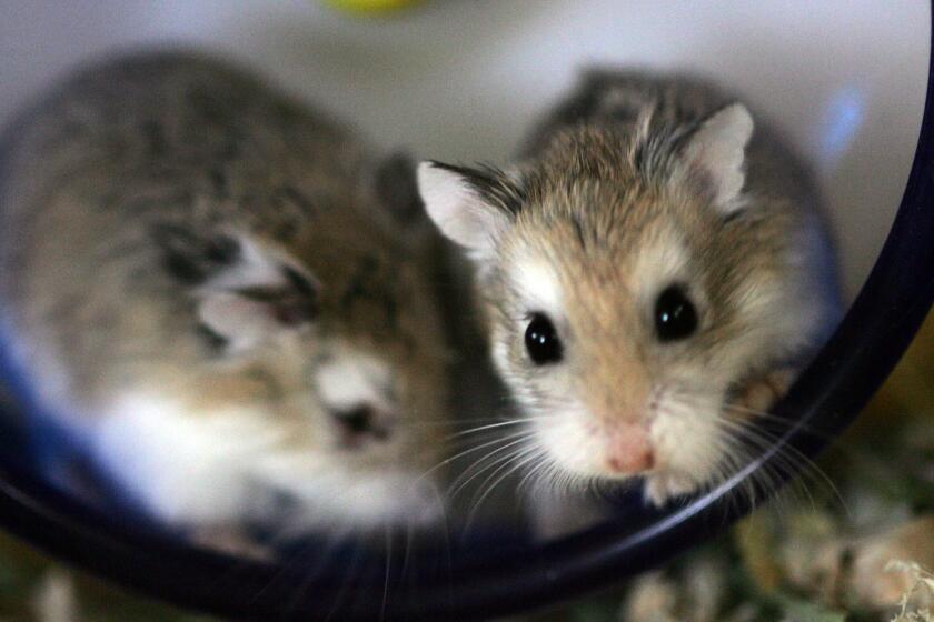 Chamberlin, Bob  B58591243Z.1 SAN FRANCISCO , CA  JULY 23, 2010: Pair of tiny hampsters in their exercise wheel at Animal Connection on Judah Street where they sell rats and mice and guinea pigs and hamsters and birds and fish and reptiles. The shop has a big sign out front asking customers to help fight proposed ban on nearly every pet with fur or wings on JULY 23, 2010. (Bob Chamberlin / Los Angeles Times)