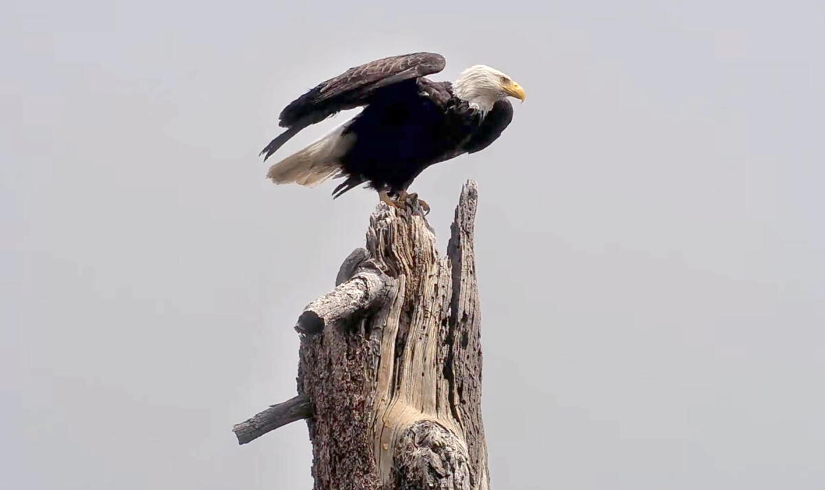 Remains Of Famed Eagle Jackie Will Go To Tribes Some Fans Fighting It remains-of-famed-eagle-jackie-will-go-to-tribes-some-fans-fighting-it
