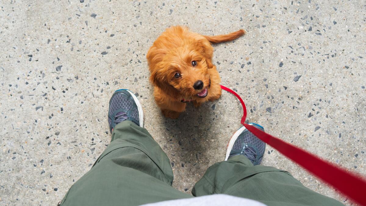 Getting outside first thing in the morning is good for a dose of Vitamin D -- and for your dog.