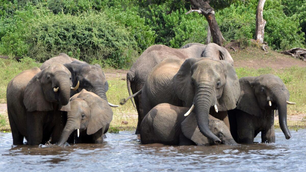 Elephants in 2013 in Botswana's Chobe National Park.