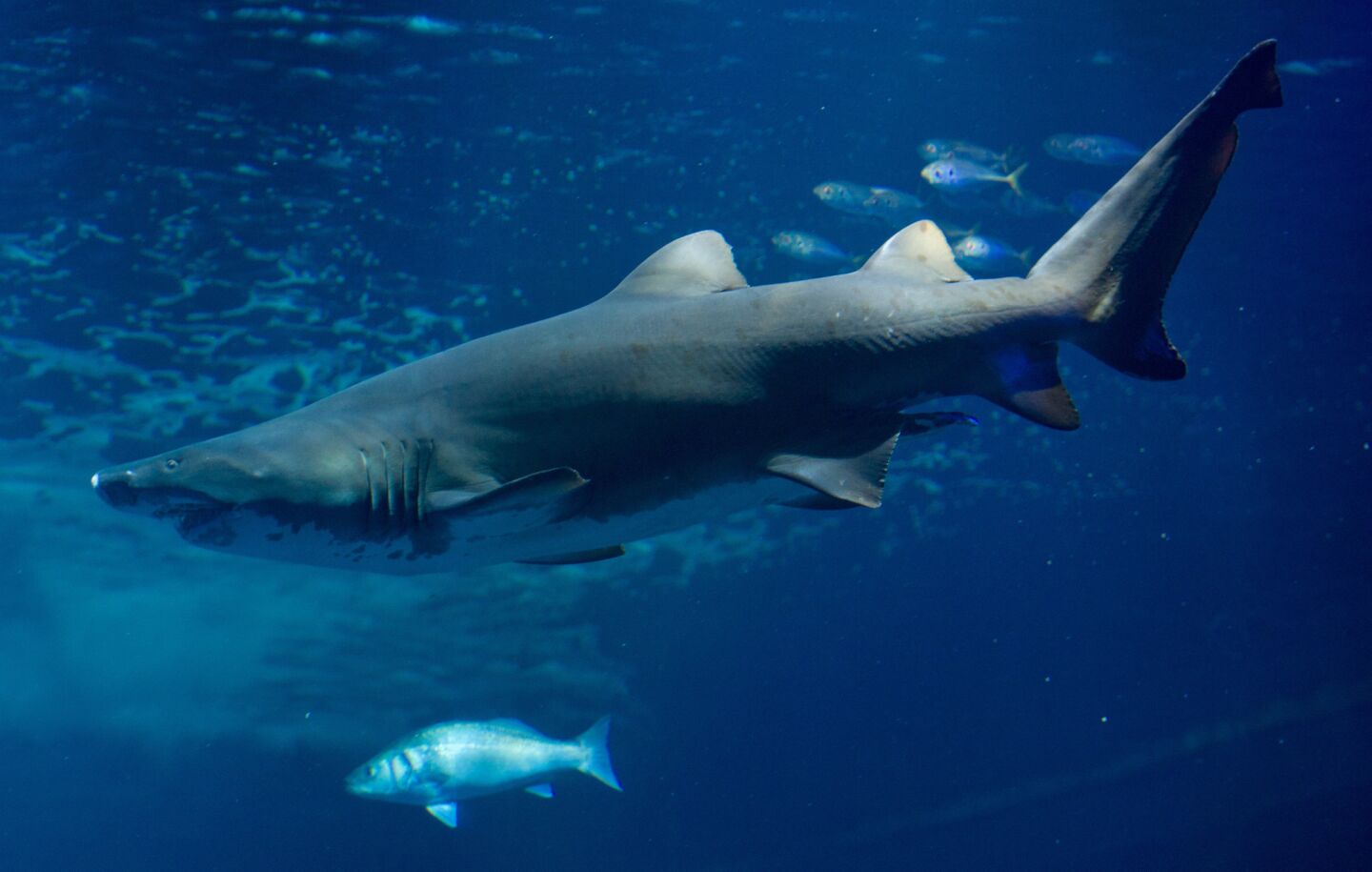Sand tiger sharks live close to the shorelines and sandy beaches of North America and in the waters of Japan, Australia, and South Africa. They are one of the "big three" of deadly shark species because of the frequency of attacks and because they are a large species whose teeth can cause serious injury.