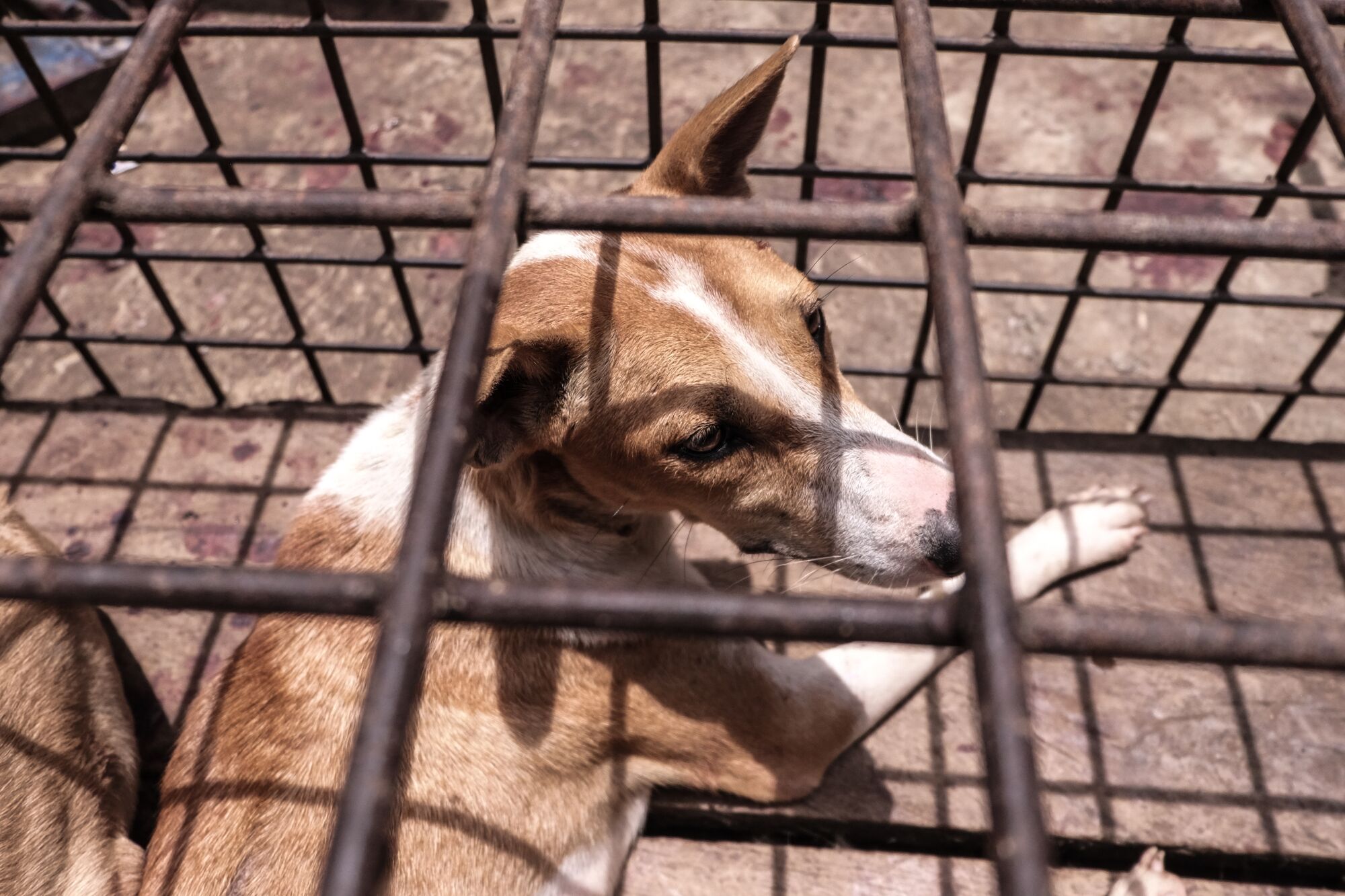 A dog in a cage at the market in Tomohon, Indonesia