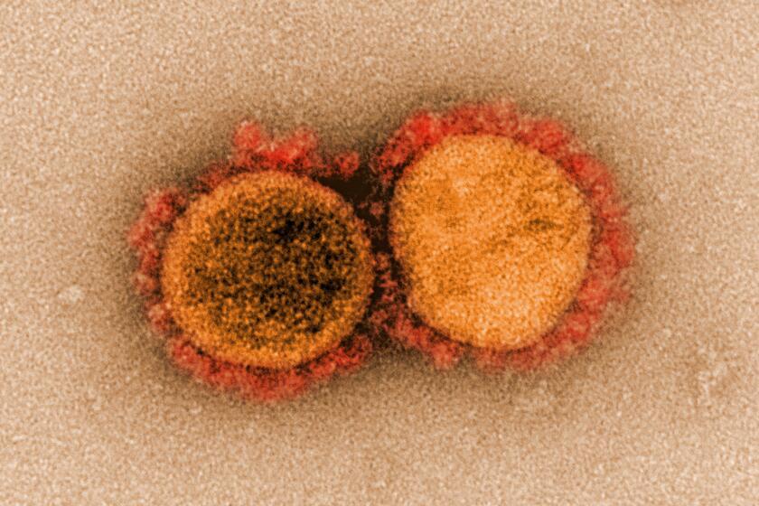 A transmission electron micrograph of SARS-CoV-2 virus particles that were isolated from a patient.