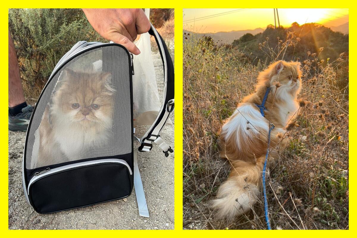 A photo of a cat in a mesh-sided backpack next to a photo of the same cat in a grassy field against a sunset