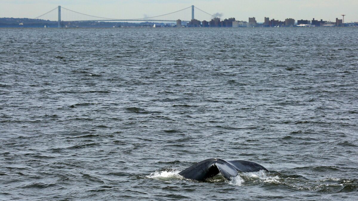 A humpback whale swims near the Verrazano-Narrows Bridge, the entrance to New York Harbor.