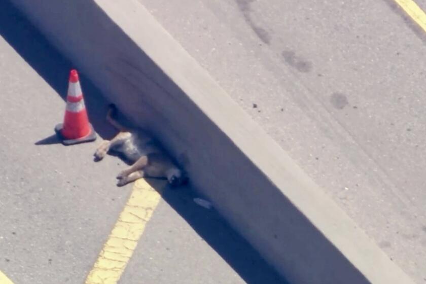 A mountain lion was struck and killed by a vehicle on the 405 Freeway near the Getty Center on July 4. 