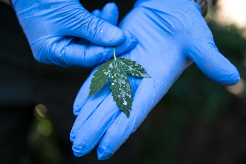 WHISKEY FALLS, CALIF. - AUGUST 20: Dr. Mourad Gabriel from the Integral Ecology Research Center, displays a leaf from a marijuana plant that has traces of Carbofuran, a restricted use pesticide, on it, at an illegal marijuana cultivation site in the Sierra National Forest on Tuesday, Aug. 20, 2019 in Whiskey Falls, Calif. (Kent Nishimura / Los Angeles Times)