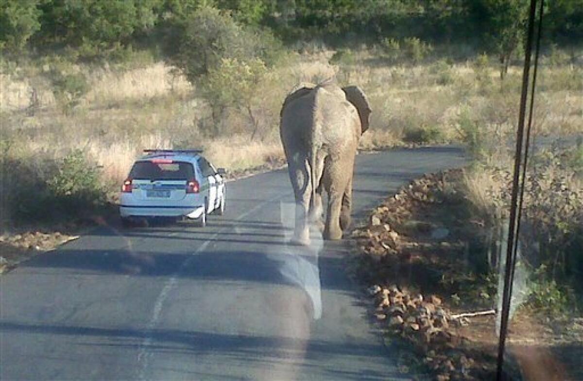 The photo provided by US soccer federation shows an elephant walking on the road in front of the US team bus outside the Bakubung Bush Lodge in Rustenberg, South Africa, Friday, June 11, 2010. The U.S. team bus containing about 10 players going to an open-air market at the entrance to the team hotel got stuck in a traffic jam Friday caused by the elephant, spokesman Michael Kammarman said. (AP Photo/US Soccer Federation, Michael Kammarman)