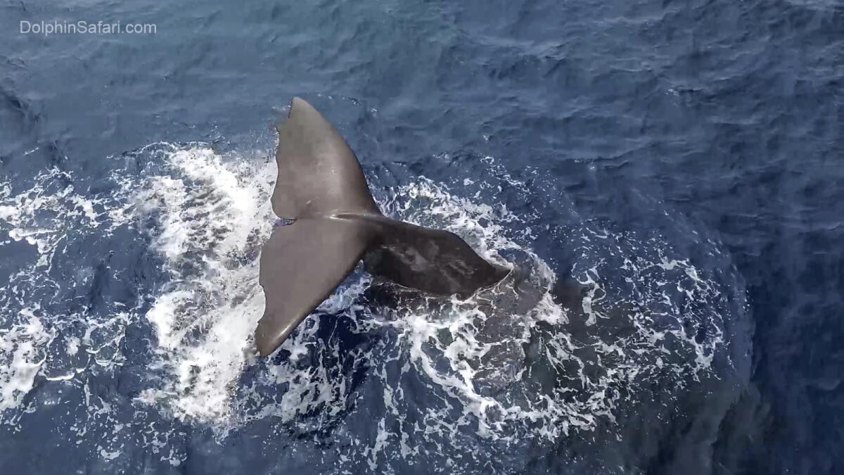 A sperm whale was found off the coast of Dana Point on June 8. 