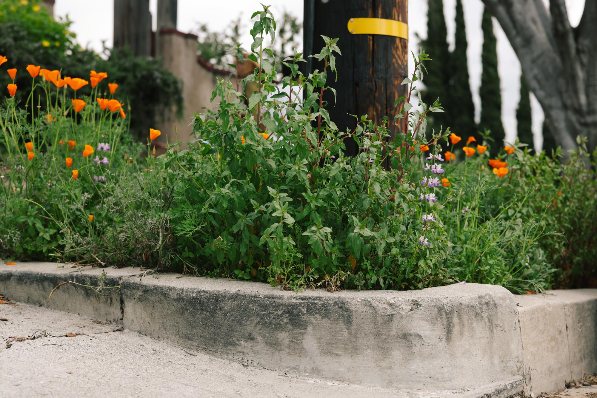 Wildflowers grow thickly in the narrow parkway outside Raul Rojas and Thomas Zamora's Highland Park home. 