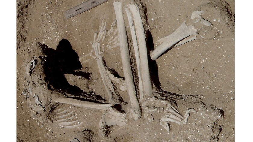 This skeleton of a woman discovered in northern Kenya was found with fractures in the knees and possibly the left foot. The position of the hands suggests her wrists were bound, researchers say.
