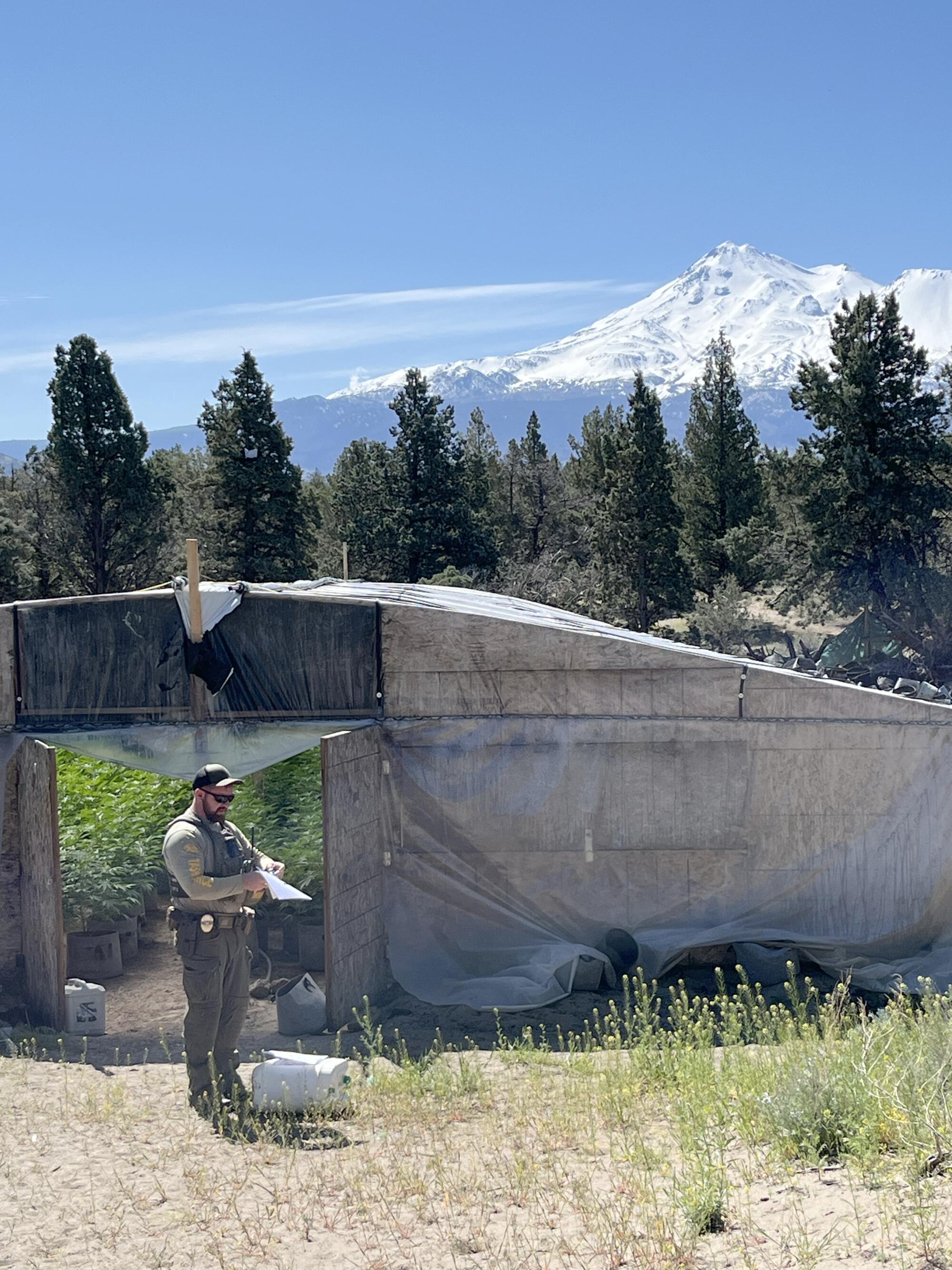 A Siskiyou County sheriff’s deputy writes a violation notice at an unlicensed cannabis farm.