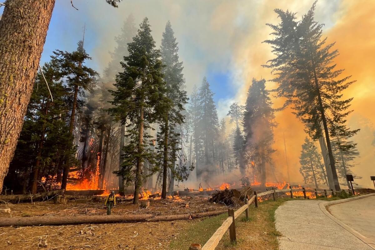 A firefighter walks near a grove of sequoias as a wildfire burns nearby