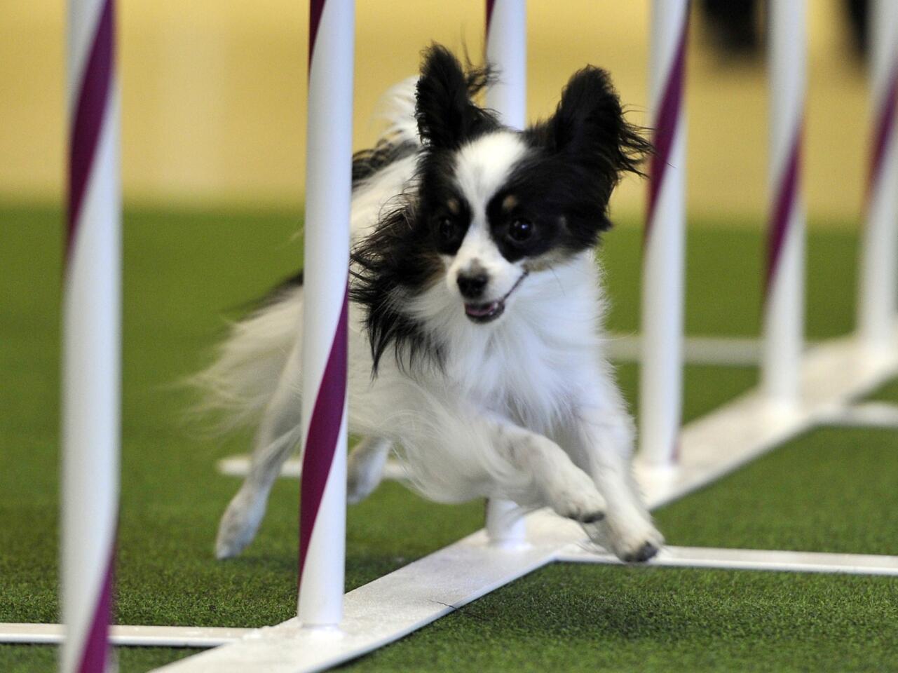 An agile Papillon