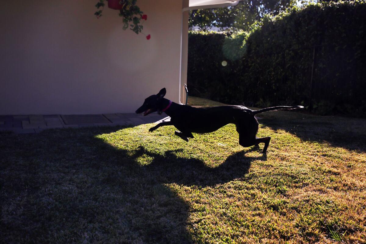 Vicky casts a shadow as she runs through a sunny patch of Tim Lignoul's backyard.