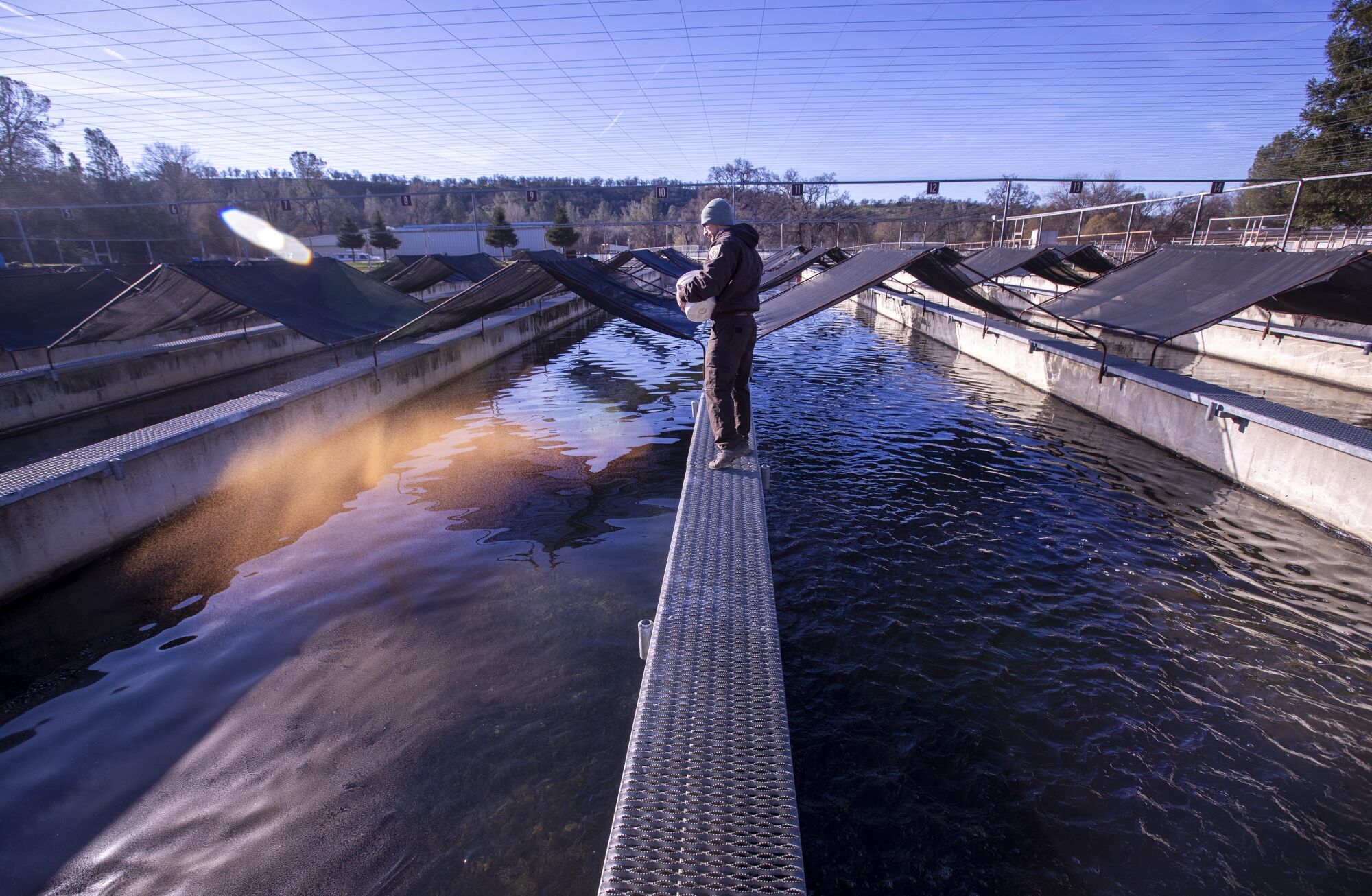 Jason Davis feeds fall-run Chinook salmon fry in a tank at the Coleman National Fish Hatchery in Anderson, Calif.
