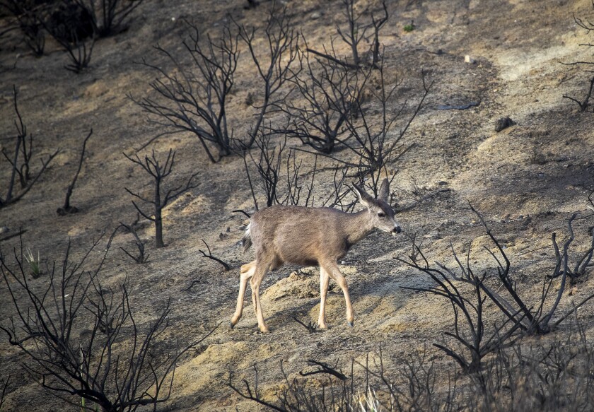 A deer searches for food while passing through the Bond Fire burn scar, in Silverado Canyon on Jan. 28.