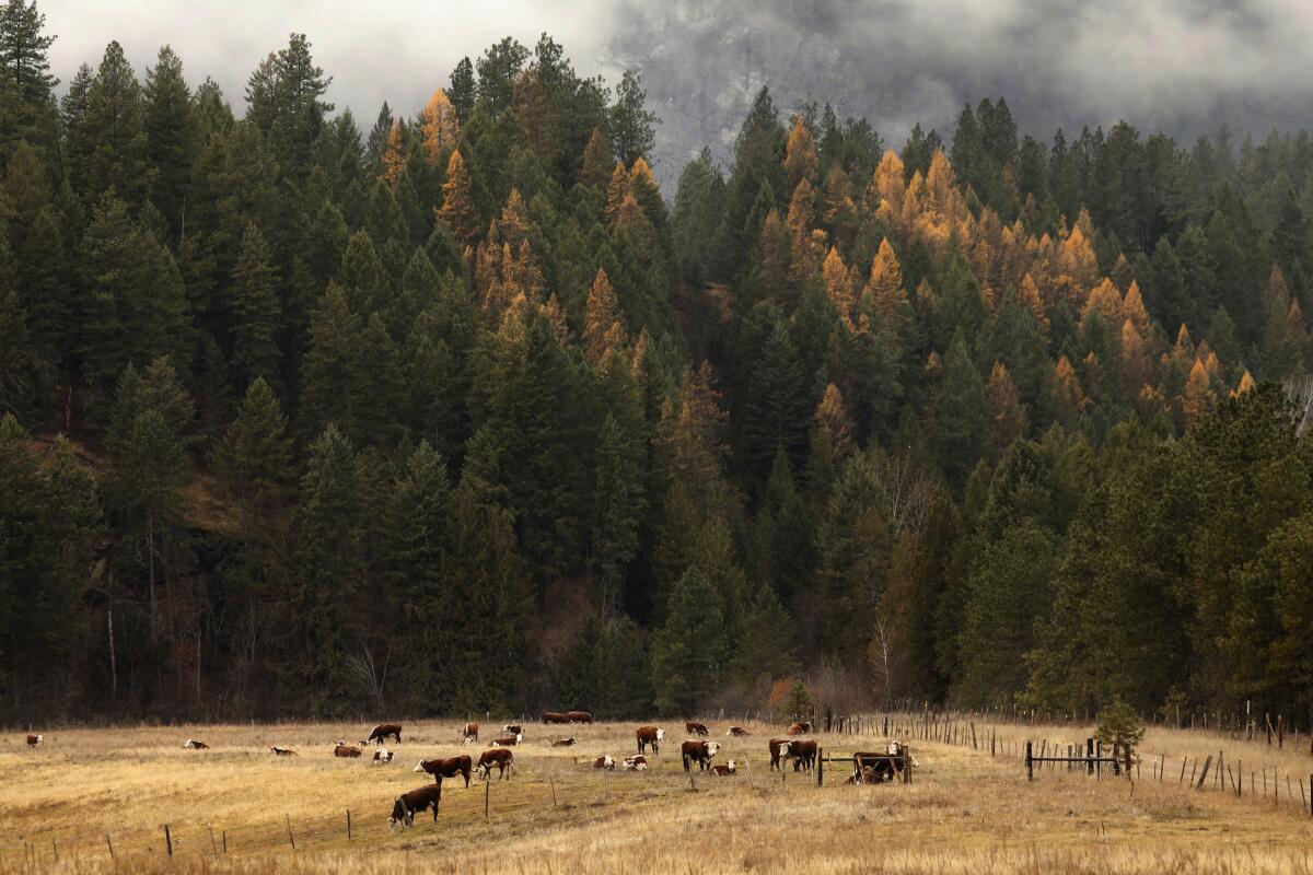 Cows graze in a field belonging to the McIrvin family Diamond M Ranch