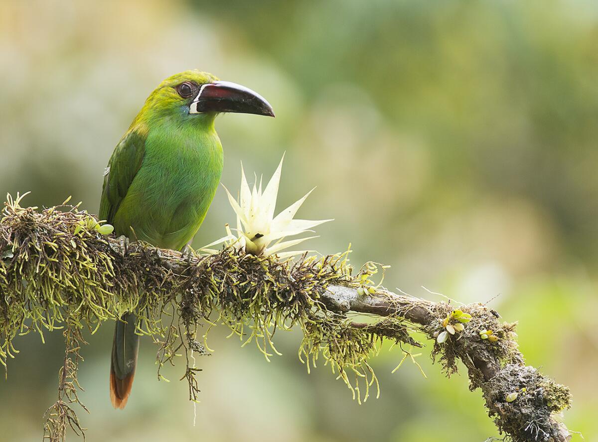A Crimson-rumped toucanet perches on a branch in Ecuador's the Tandayapa Valley, one of the locations Dan Suzio will visit with a group of photographers.