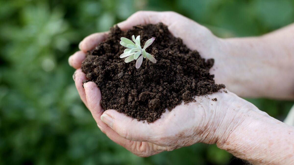 Feed your soil with organic amendments such as compost and aged manure.