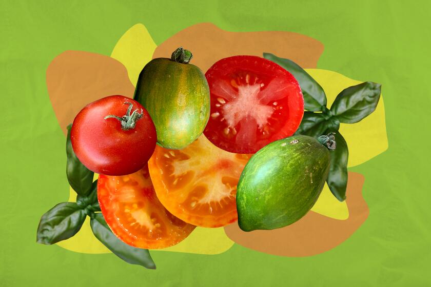 Lava Flow, Tomatomania's tomato of the year, Cyril's Choice, a tasty deep red heirloom about the size of a ping pong ball, and Saucy Mary, a Roma-shaped yummy green heirloom with orangey stripes that fits nicely in the palm of your hand.